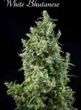 Mandala Seeds White Bhutanese nasiona feminizowane
