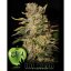 TNT Kush - feminisierte Samen 6 Stück Eva Seeds