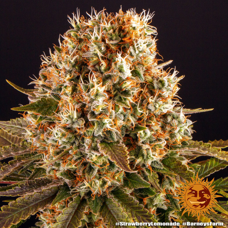 Strawberry Lemonade - feminizovaná semená marihuany 3 ks Barney´s Farm