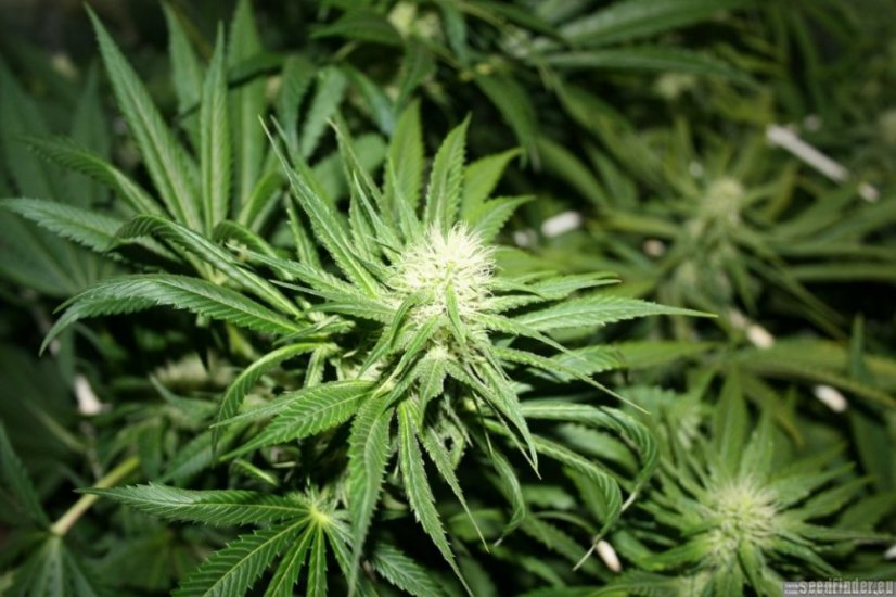 Super Haze - feminisierte 5ks Dutch Passion-Samen