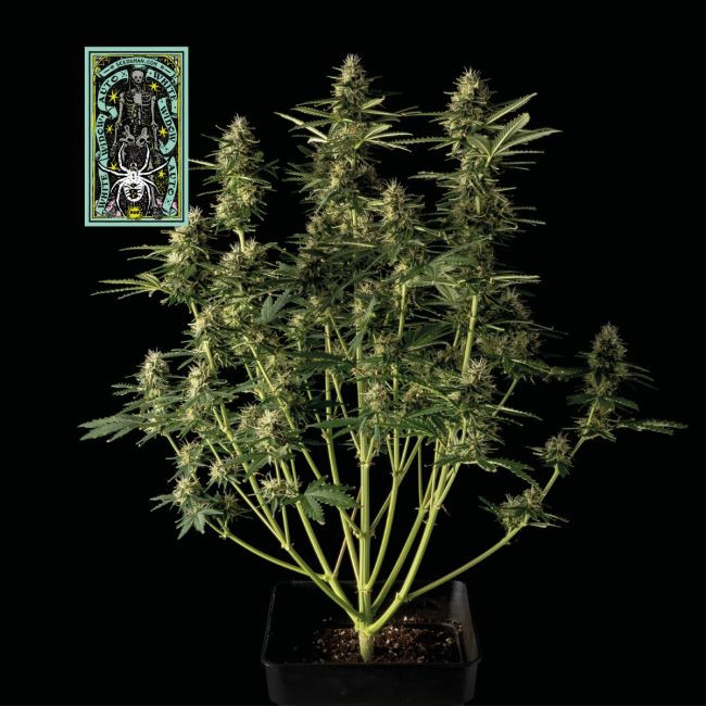 White Widow - samonakvétací feminizovaná semena konopí 10 ks, Seedsman