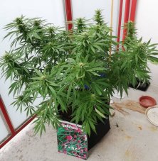 Nasiona feminizowane Blackberry Gum 3 szt. Seedstockers