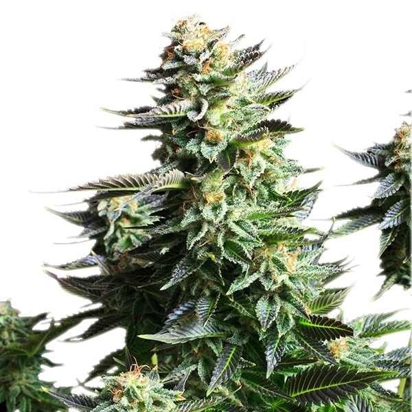 Amnesia Haze - feminizovaná semena 10 ks Royal Queen Seeds