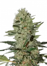 Exodus Cheese Auto Feminizowane Nasiona - 3