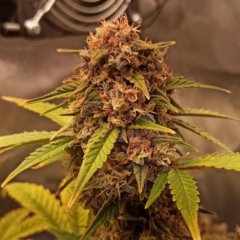 Purple Ryder - autoflowering semena 5 ks, Doctor's Choice