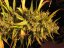 Psicodelicia - Feminisierte Samen 5ks Sweet Seeds