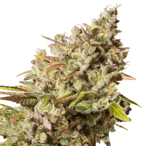Royal Gorilla - feminizirano sjeme 5 kom Royal Queen Seeds