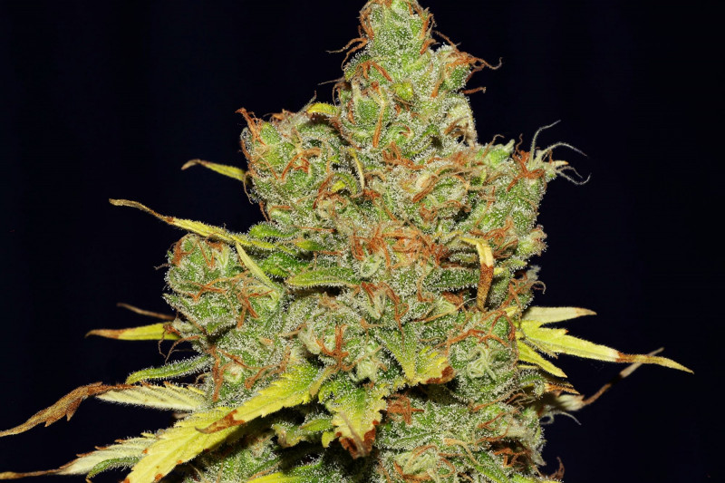 C99 x Blueberry Fast - feminizované semienka 5 ks Seedsman