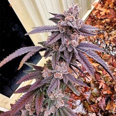 Exotic Genetix Yikes nasiona feminizowane