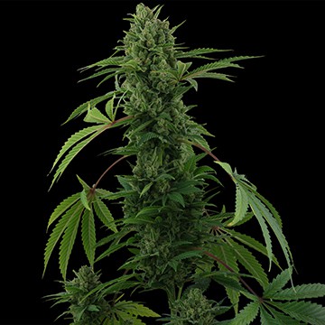 Pineapple Express – samonakvetací semínka 3ks Barney's Farm