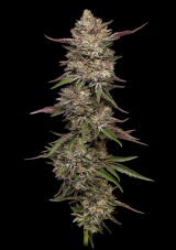 Humboldt Seed Company Guzzlerz Feminized Seeds
