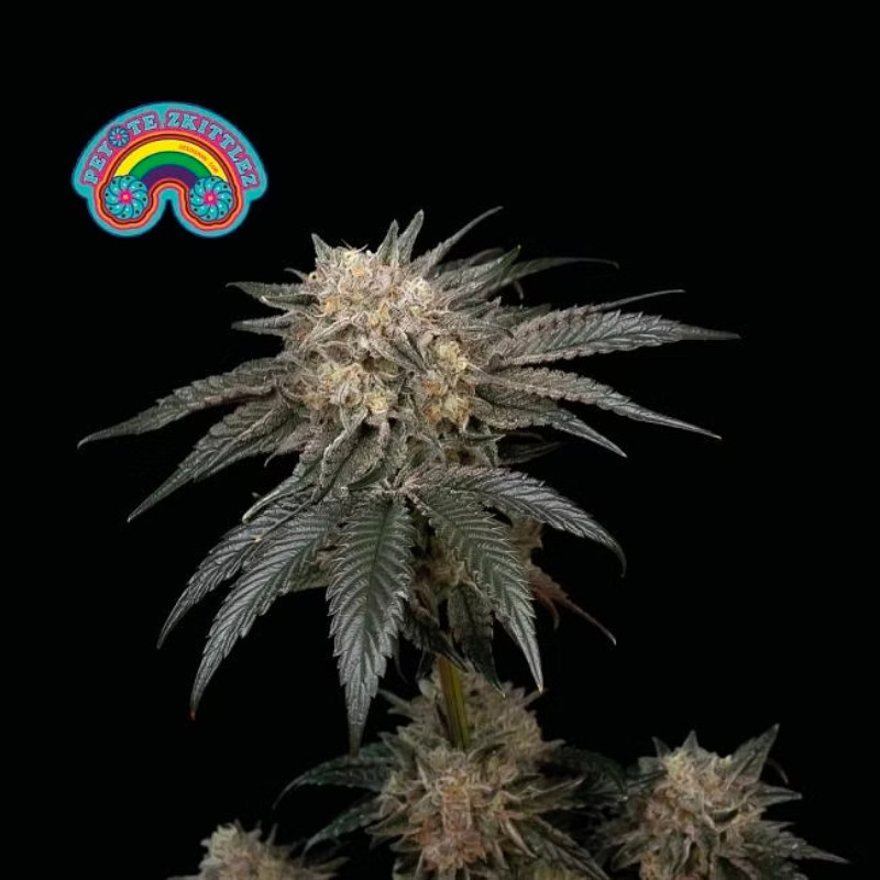 Peyote Zkittlez - feminizované semienka konope 5 ks, Seedsman