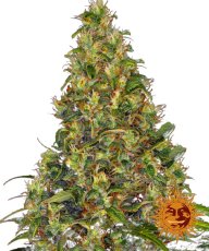 Amnesia Haze Auto - autoflowering semienka 3 ks, Barney´s Farm