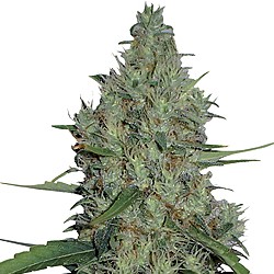 G13 Haze – regulérní semena 10 ks Barney's Farm