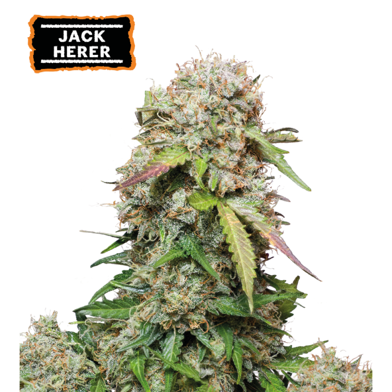 Jack Herer Feminizowane Nasiona - 3