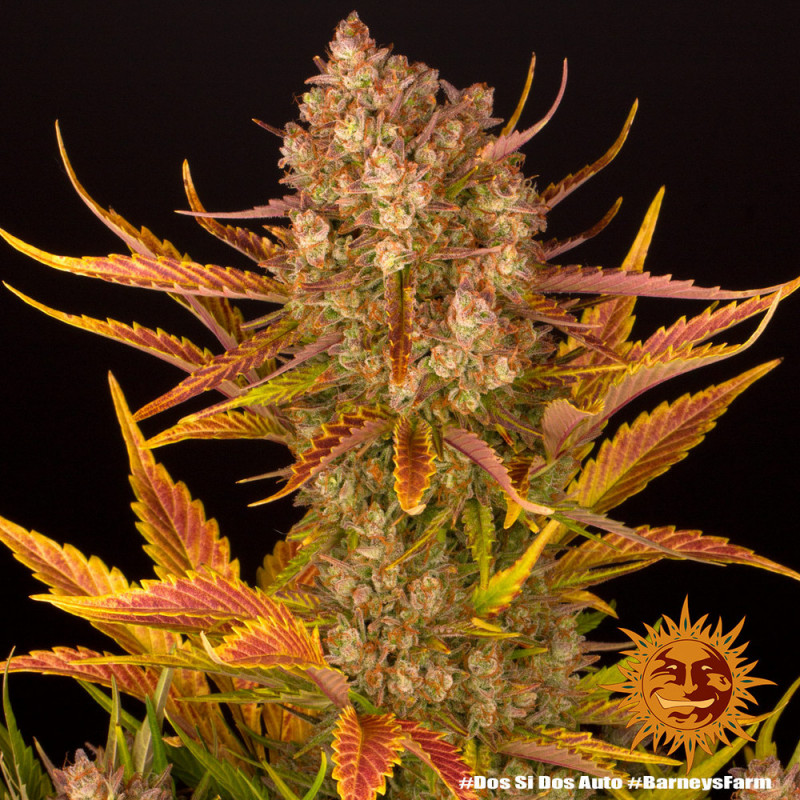 Dos Si Dos Auto - autoflowering semena marihuany 3 ks Barney´s Farm