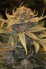Lost Coast OG - feminisierte Samen 3 Stück Humboldt