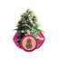 Pineapple Kush - feminizovaná semena 3 ks Royal Queen Seeds