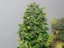 TNT Kush - feminisierte Samen 6 Stück Eva Seeds