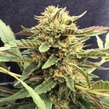 CBD Therapy - feminisierte Samen 5 Stück CBD Crew