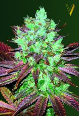 Victory Seeds NHL Diesel Auto feminizovaná semena