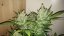 Dark Devil Auto - fem. a autoflowering semienka 10ks Sweet Seeds