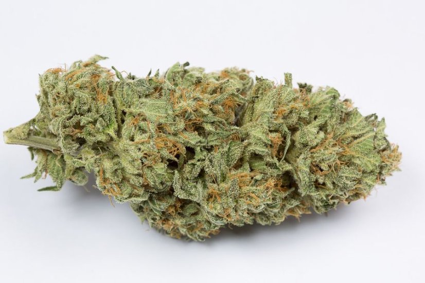 Bubba Kush Auto - fem. a samonakvétací semínka 5ks Humboldt