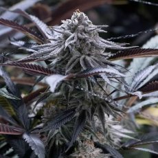 Grape Juice - feminizované semena 3ks, Silent Seeds