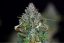 Zkittlez Auto - autoflowering cannabis seeds 5 pcs, Seedsman