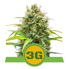 Triple G Auto - feminizovaná semienka 3 ks Royal Queen Seeds