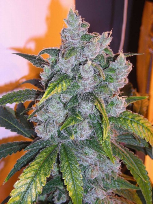 Phatt Fruity – feminizovaná semínka 10 ks Barney Farms