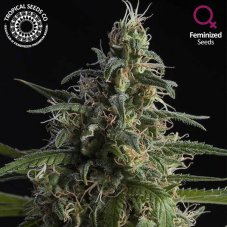 Tropical Seeds Durand's Herald Kush feminizované semená