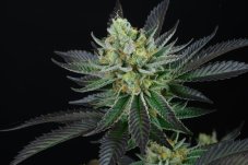 Perfect Tree Seeds Capri Zun feminized seeds