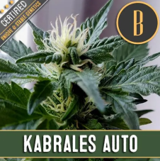 Blimburn Seeds Kabrales Auto samonakvétací semena, 9 ks