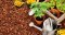 Hemp and Companion Plants: Which Are the Best?