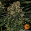Skywalker OG Auto - autoflowering semená marihuany 3 ks Barney´s Farm