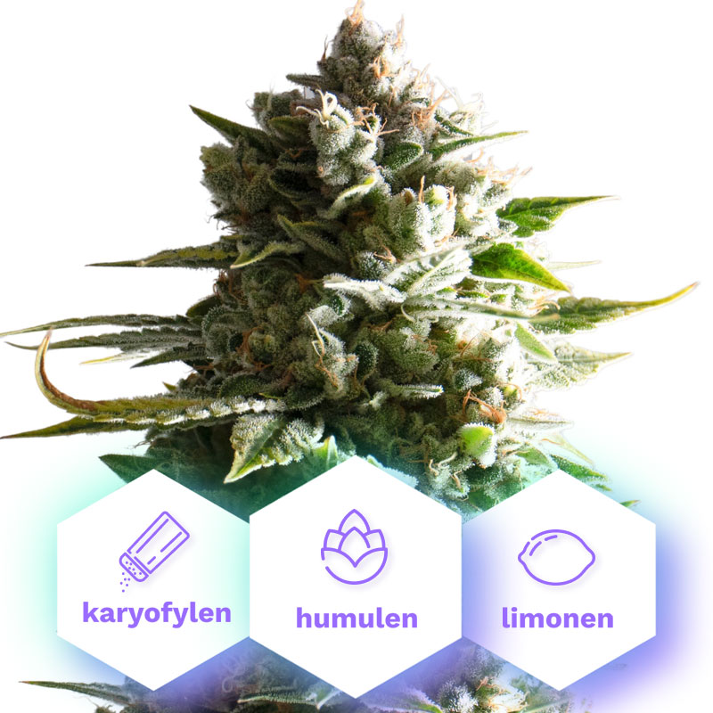 Auto Gelato Cookies - autoflowering semená 3 ks Cannapio