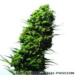 The Ultimate - 10 Passes Dutch Passion Feminized Seeds