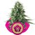 Power Flower - 10 feminizowanych nasion Royal Queen Seeds