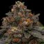 Korenji - feminizované semená, 3 ks, Ripper Seeds