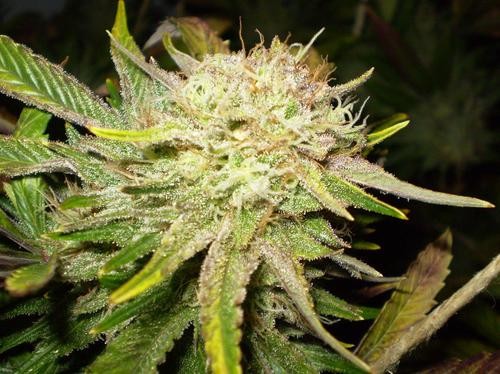 Sensi Star - 10ks feminizované semená Paradise Seeds