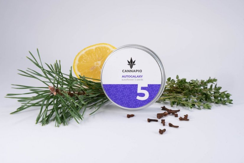 Auto White Widow CBD - 5 ks samonakvitacie semienka Cannapio