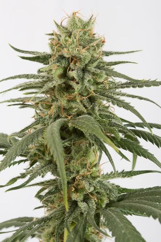 Amnesia CBD - feminized seeds 5 pcs Dinafem