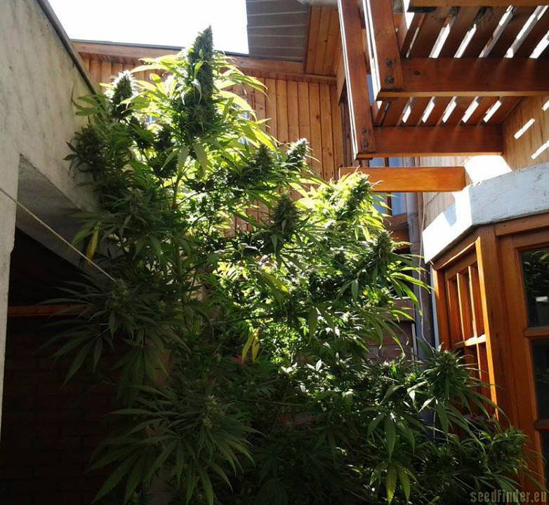 Monster - 9ks feminized semená Eva Seeds