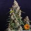 Strawberry Cheesecake Auto - autoflowering marijuana seeds 3 pcs Barney´s Farm