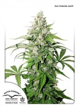 Auto Cinderella Jack® - fem. a samonakvétacie semienka 3 ks Dutch Passion