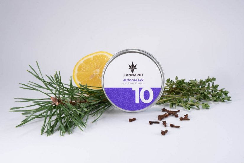 Auto Galaxy - 10pcs autoflowering seeds Cannapio
