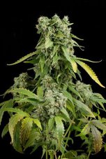 Blue Cheese Automatic - fem. und selbstblühende Samen 5 Stück Dinafem