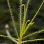 Mäsožravé rastliny - Byblida (mäsožravka: byblis liniflora) -  semená- 15 ks **