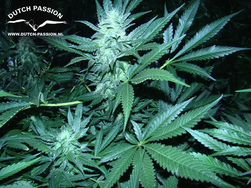 White Widow - standardizovaná semena 10 ks Dutch Passion